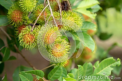 Rambutan, fruit in garden Stock Photo