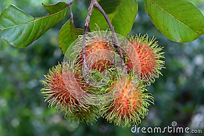 Rambutan Stock Photo