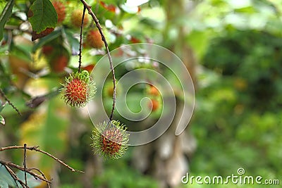 Rambutan tree in own home garden Stock Photo