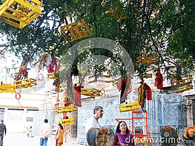 Rameshwaram tree Editorial Stock Photo