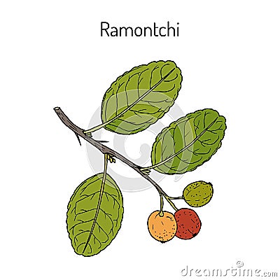 Ramontchi flacourtia indica , eatable and medicinal plant Vector Illustration