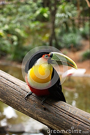 Ramphastos dicolorus Stock Photo