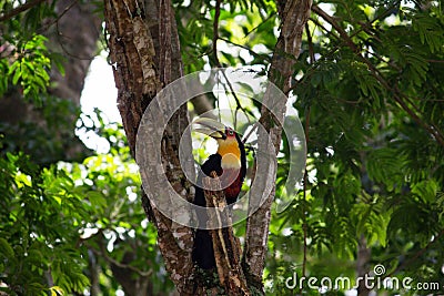 Ramphastos dicolorus toucan with open beak Stock Photo