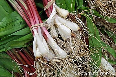 Ramps with roots Stock Photo