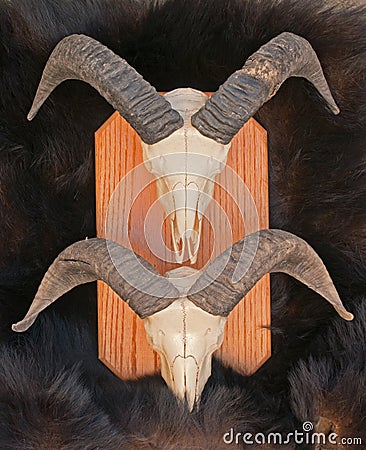 Rams sheep skeleton heads on bear fur hide Stock Photo