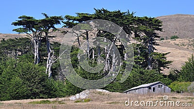 Ramshackle Barn & Cypresses Stock Photo