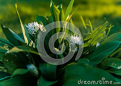 Ramsom, a species of onion, also known as Bear`s Garlic, Wood garlic, Wild Garlic, and Broad-leaved Garlic photographed early in Stock Photo