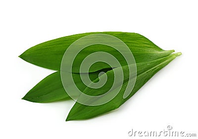 Ramsons Stock Photo