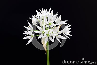 Ramsons Stock Photo