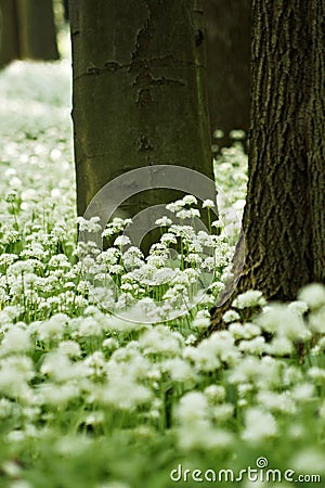 Ramsons (Allium ursinum) Stock Photo