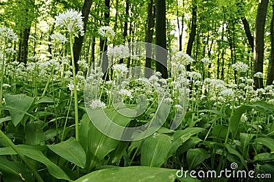 Ramsons (Allium ursinum) Stock Photo