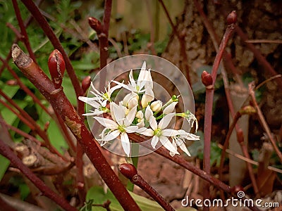 Ramsons Wild Garlic Flowers Amidst Red Twigs Stock Photo