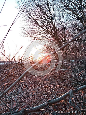 Ramus sun trees nature landscape Stock Photo