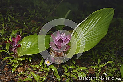 Ran halad, Wild Turmeric, Curcuma aromatica, Family Stock Photo