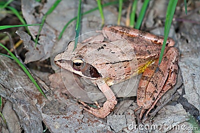 Rana dalmatina Stock Photo