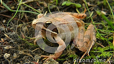 Rana dalmatina - Agile frog Stock Photo