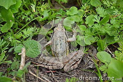 Rana dalmatina Stock Photo