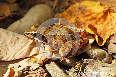 Rana dalmatina on autumn forest litter Stock Photo