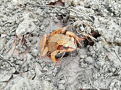 Rana Dalmatina Frog Stock Photo