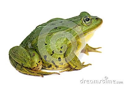 Rana esculenta. Green ,European or water, frog on white background. Stock Photo