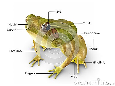 Rana frog Stock Photo