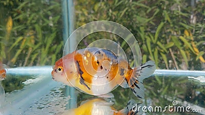 Ranchu goldfish mature Stock Photo