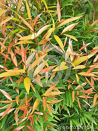 Random Colourful leaves in the garden Stock Photo