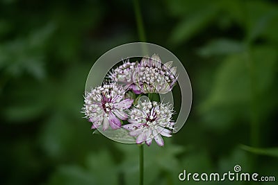 Random flowers blooming in the green grass Stock Photo