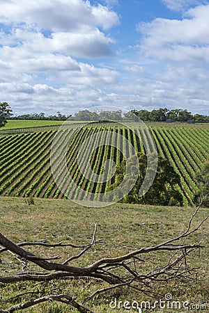Random Vineyard, Adelaide Hills, SA - Portrait Orientation Stock Photo