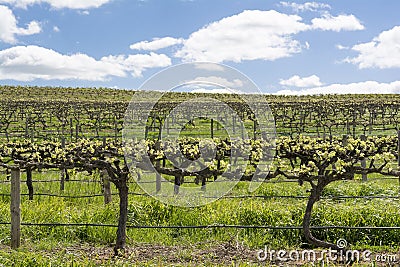 Random Vineyard, Barossa Valley, South Australia Stock Photo