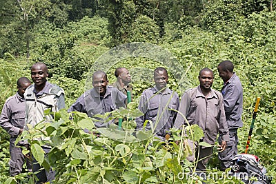 Ranger in Bwindi National Park, mountain gorilla trekking Editorial Stock Photo