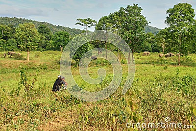 A ranger is observing the cluster of wild Asian elephant. Stock Photo