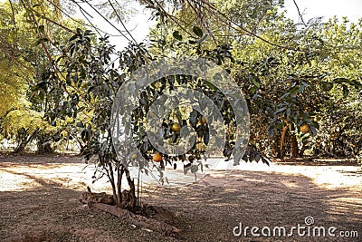 Rangpur Fruit Tree Stock Photo