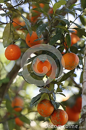 Rangpur lime fruit on the tree closeup Stock Photo