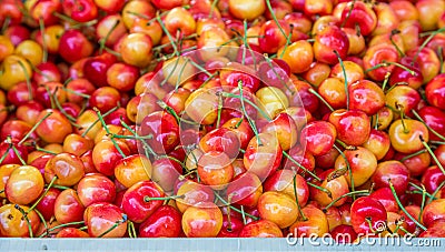 Ranier Cherries and Stems Stock Photo