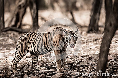 Ranthambore wild male bengal tiger extreme close up Fine art image or portrait at ranthambore national park or tiger reserve Stock Photo