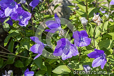 Ranunculaceae. Stock Photo