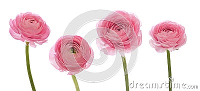 Ranunculus Stock Photo