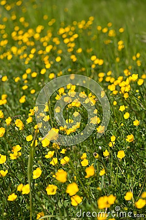 Ranunculus acris - meadow buttercup, tall buttercup, common buttercup, giant buttercup Stock Photo