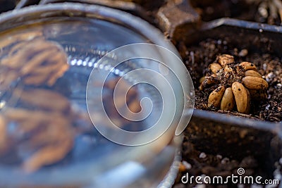 Ranunculus asiaticus or persian buttercup. Presoaking ranunculus corms. Claw like Ranunculus corms, tubers or bulbs. Stock Photo