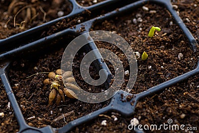 Ranunculus asiaticus or persian buttercup. Sprouting ranunculus corms in a seed tray. Ranunculus corms. Stock Photo