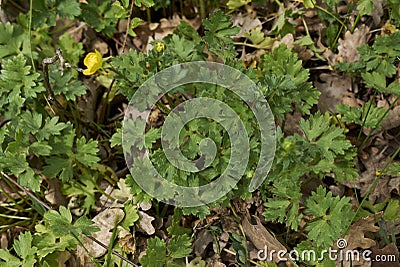 Textured leaves of Ranunculus bulbosus plant Stock Photo