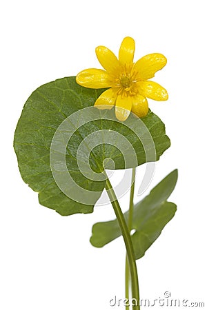 Ranunculus ficaria Stock Photo