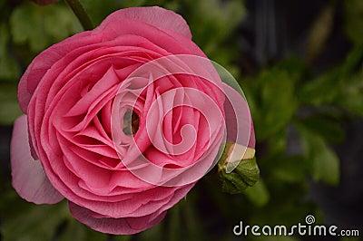 ranunculus Stock Photo