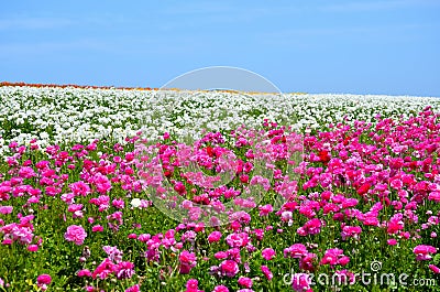 Ranunculus Flower Field Stock Photo