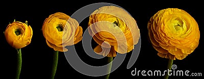 Ranunculus Flower Series Stock Photo