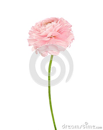 Ranunculus of light coral color isolated on white background Stock Photo