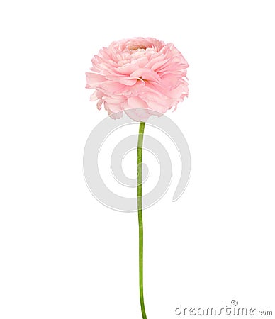 Ranunculus of light coral color isolated on white background Stock Photo