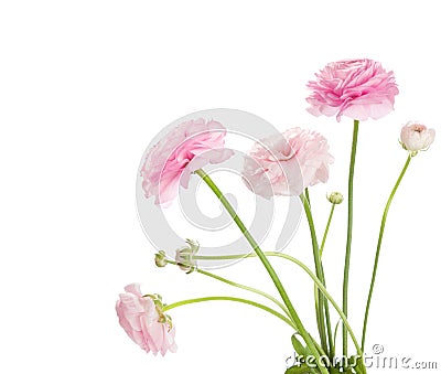 Ranunculus Stock Photo