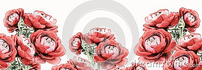 Ranunculus persian buttercups, isolated ,watercolor illustration Cartoon Illustration